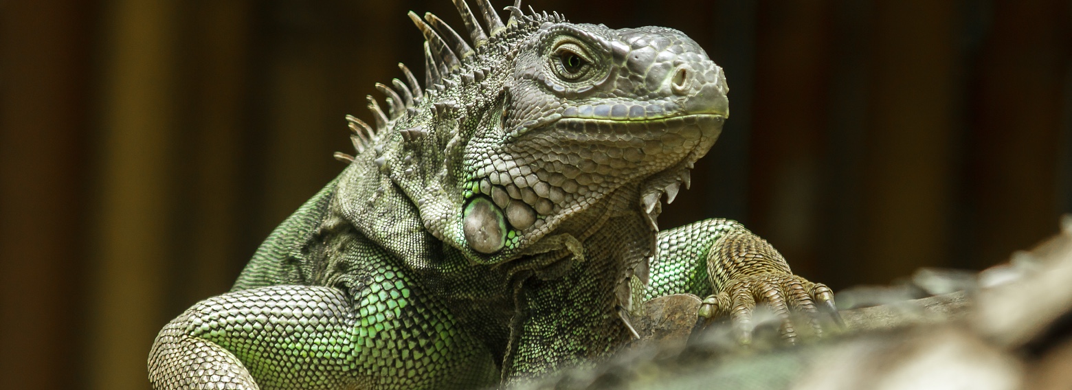 The Iguana Connection